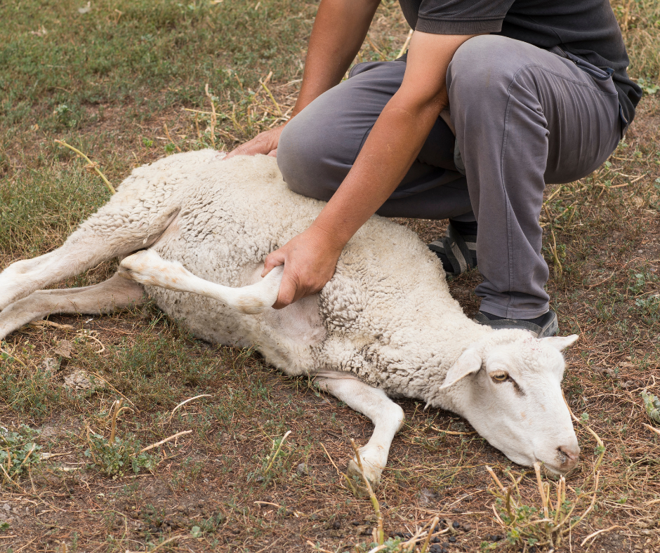 qurban singapore