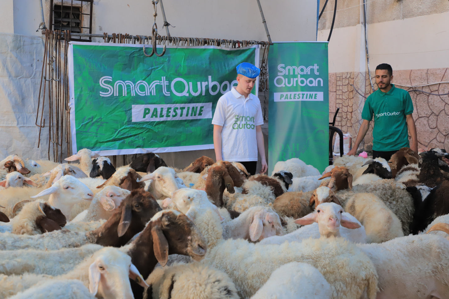 Palestin - Kambing