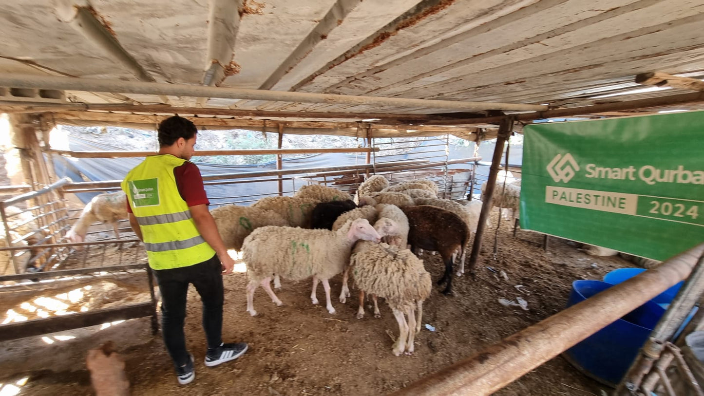 Share-A-Goat in Palestine